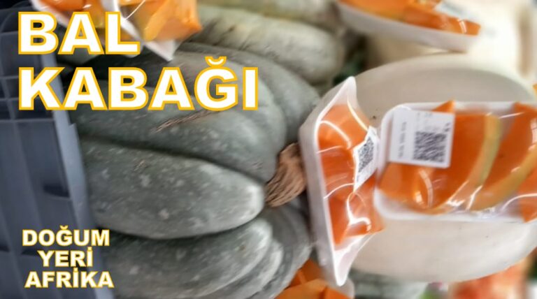 BAL KABAĞI, NERELİ?