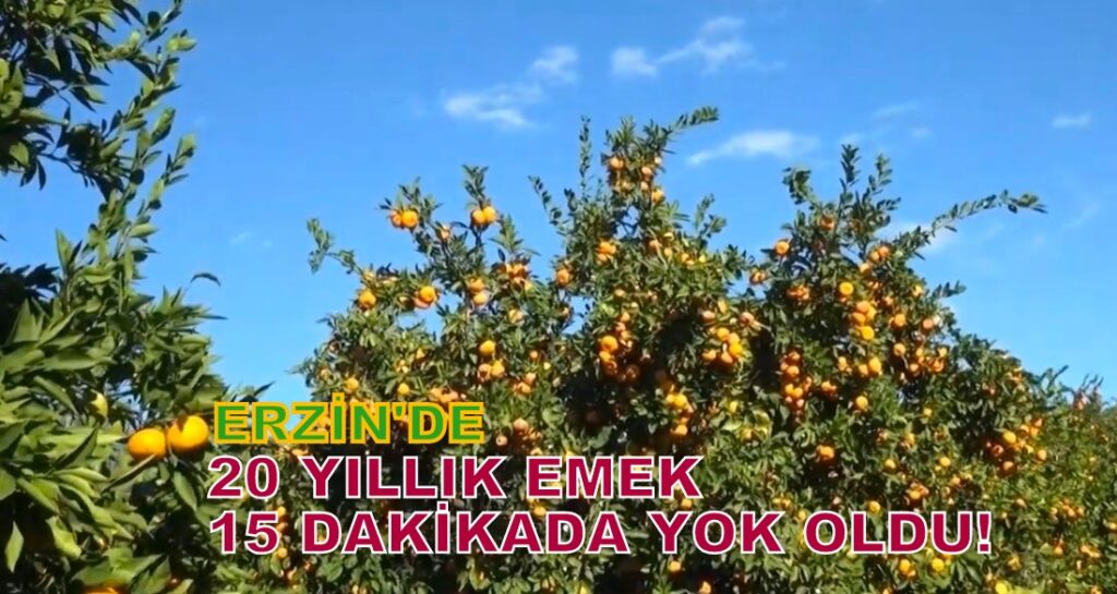 20 Yıllık Emek, 15 Dakikada Yok Oldu: Erzin’de Bir Üretici Mandalina Ağaçlarını Kesti!