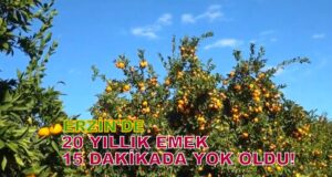 20 Yıllık Emek, 15 Dakikada Yok Oldu: Erzin’de Bir Üretici Mandalina Ağaçlarını Kesti!